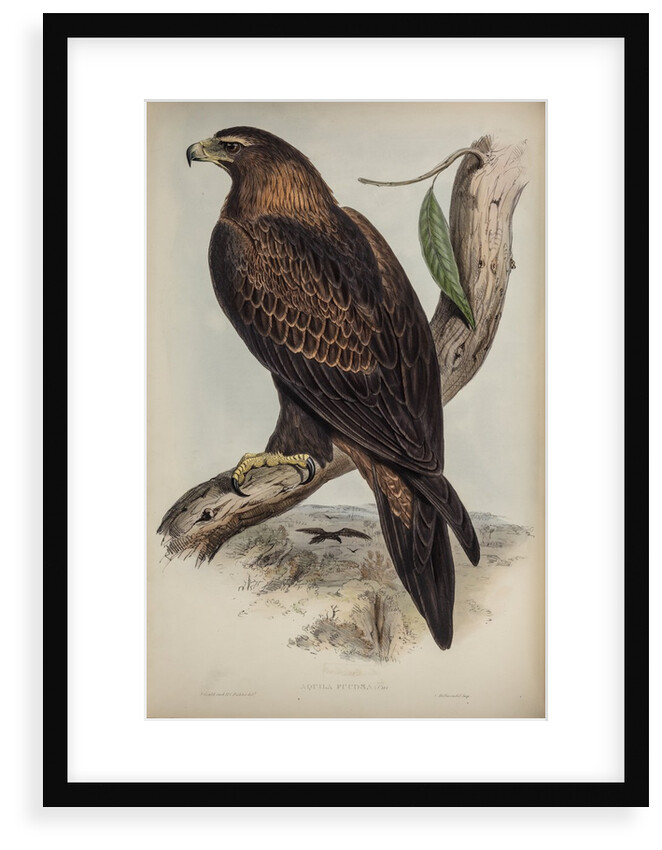Wedge-tailed eagle by Henry Constantine Richter; Charles Joseph Hullmandel