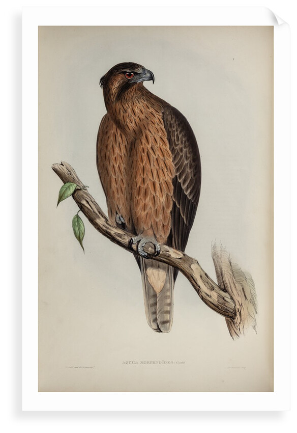 Little Australian eagle by Henry Constantine Richter; Charles Joseph Hullmandel