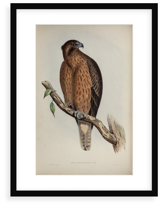 Little Australian eagle by Henry Constantine Richter; Charles Joseph Hullmandel