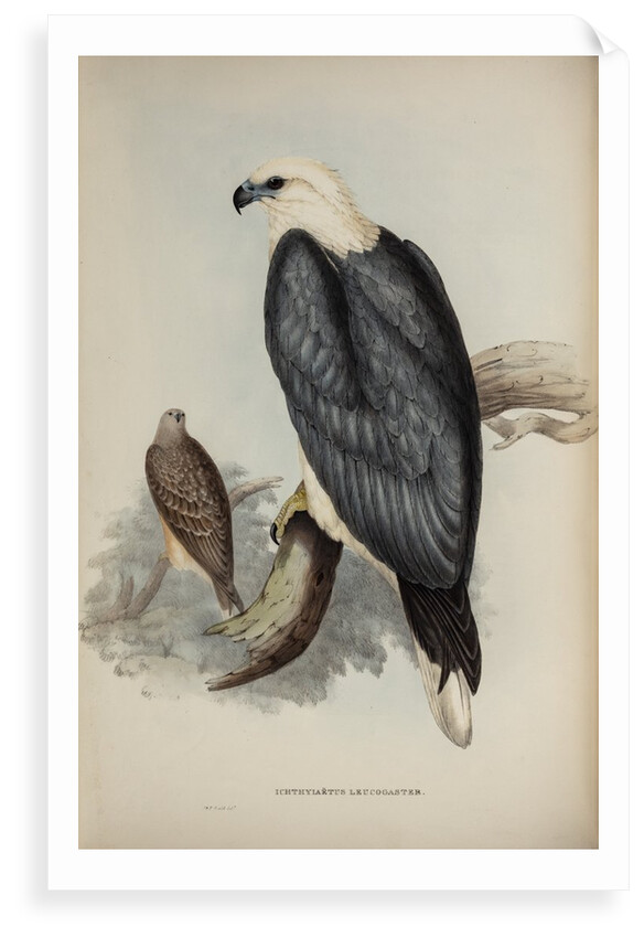White-bellied sea-eagle by Elizabeth Gould