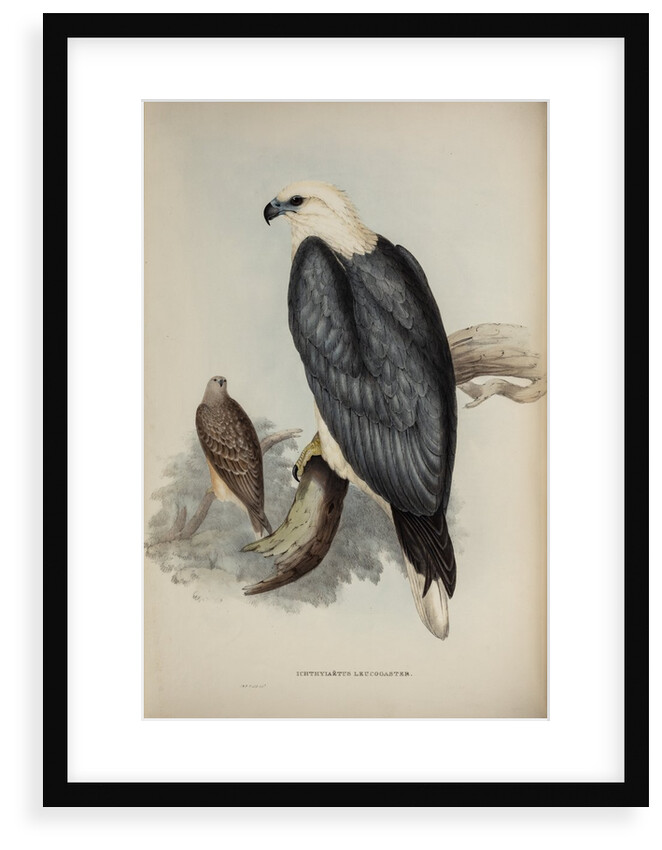 White-bellied sea-eagle by Elizabeth Gould