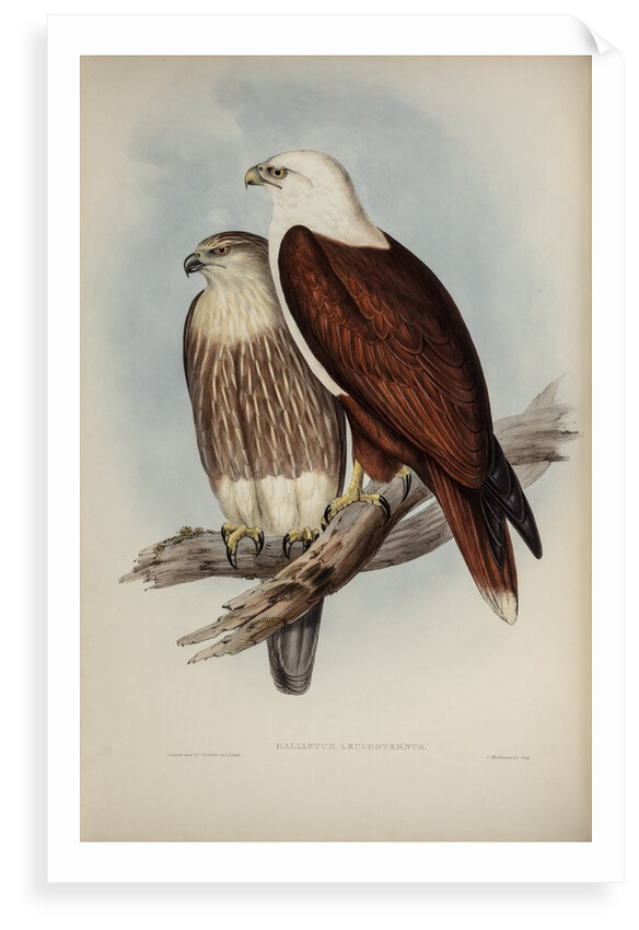 White-breasted sea-eagle by Henry Constantine Richter; Charles Joseph Hullmandel