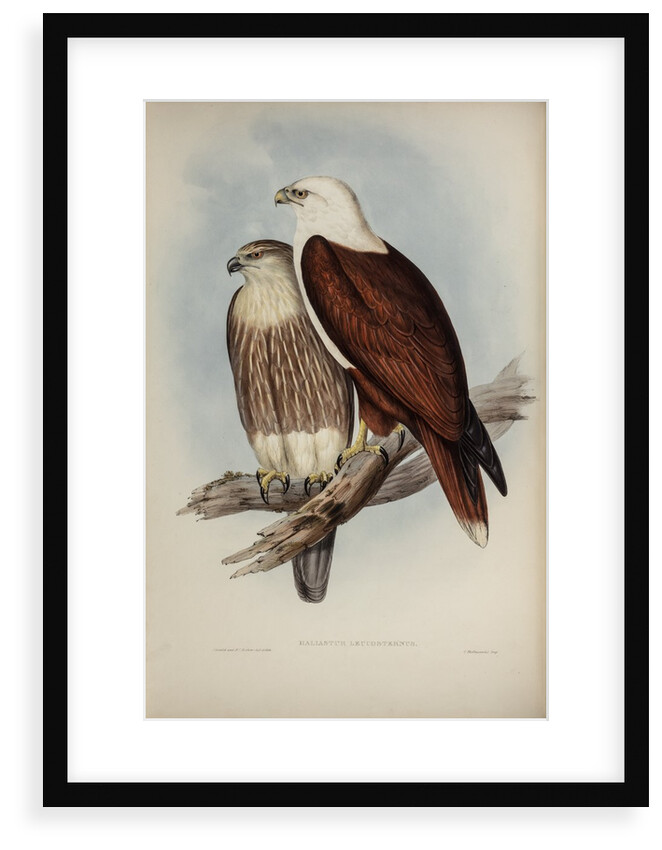 White-breasted sea-eagle by Henry Constantine Richter; Charles Joseph Hullmandel