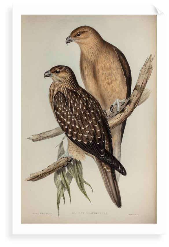 Whistling eagle by Henry Constantine Richter; Charles Joseph Hullmandel