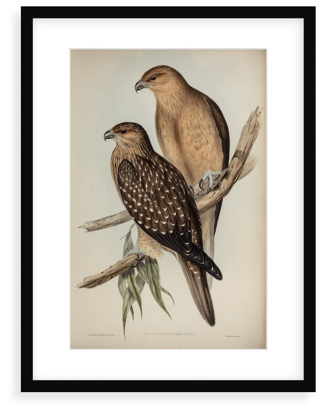 Whistling eagle by Henry Constantine Richter; Charles Joseph Hullmandel