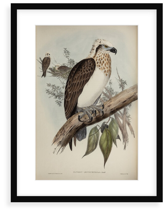 White-headed osprey by Henry Constantine Richter; Charles Joseph Hullmandel