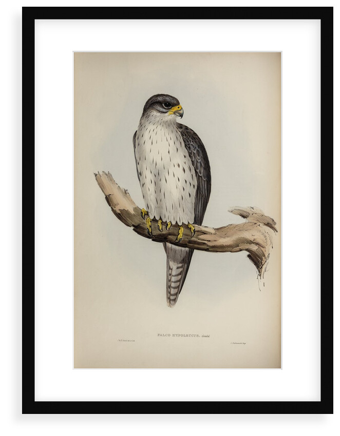 Grey falcon by Elizabeth Gould; Charles Joseph Hullmandel