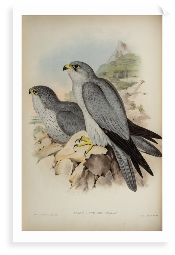 Grey falcon by Henry Constantine Richter; Hullmandel & Walton