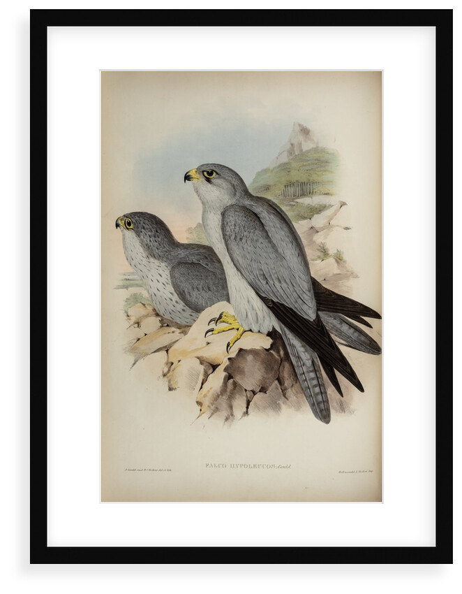 Grey falcon by Henry Constantine Richter; Hullmandel & Walton