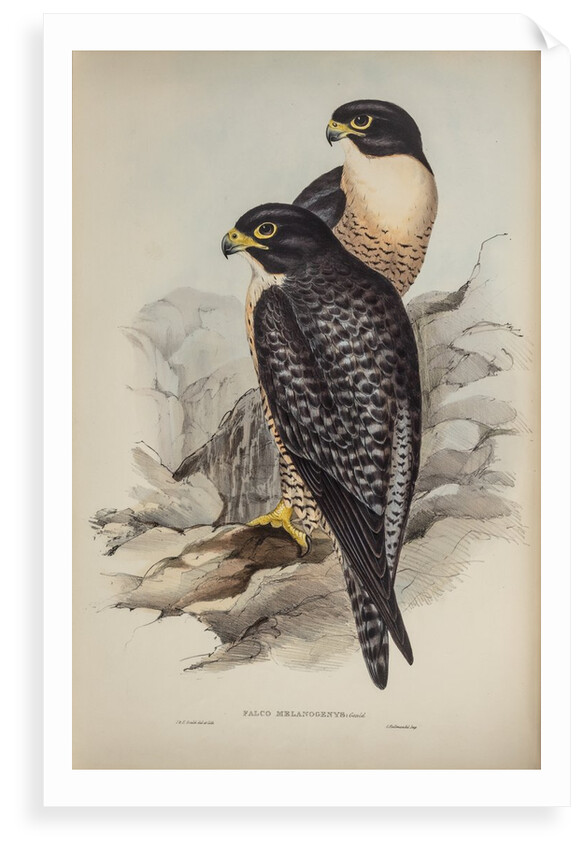 Black-cheeked falcon by Elizabeth Gould; Charles Joseph Hullmandel