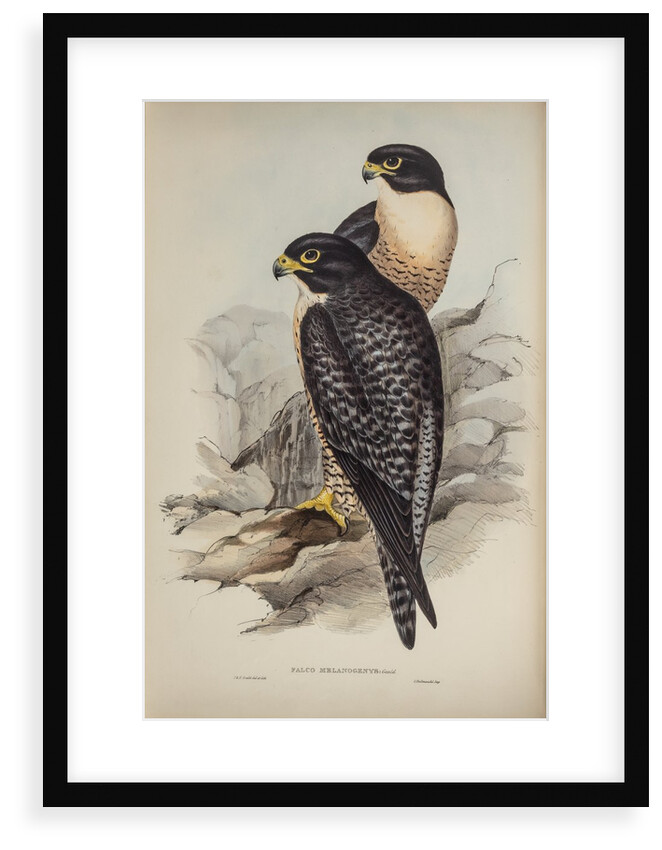 Black-cheeked falcon by Elizabeth Gould; Charles Joseph Hullmandel