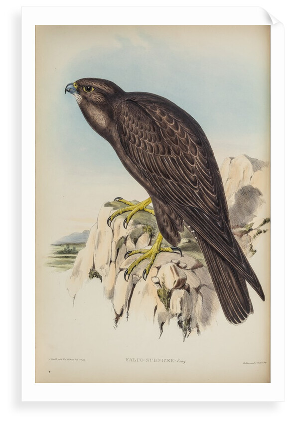 Black falcon by Henry Constantine Richter; Hullmandel & Walton
