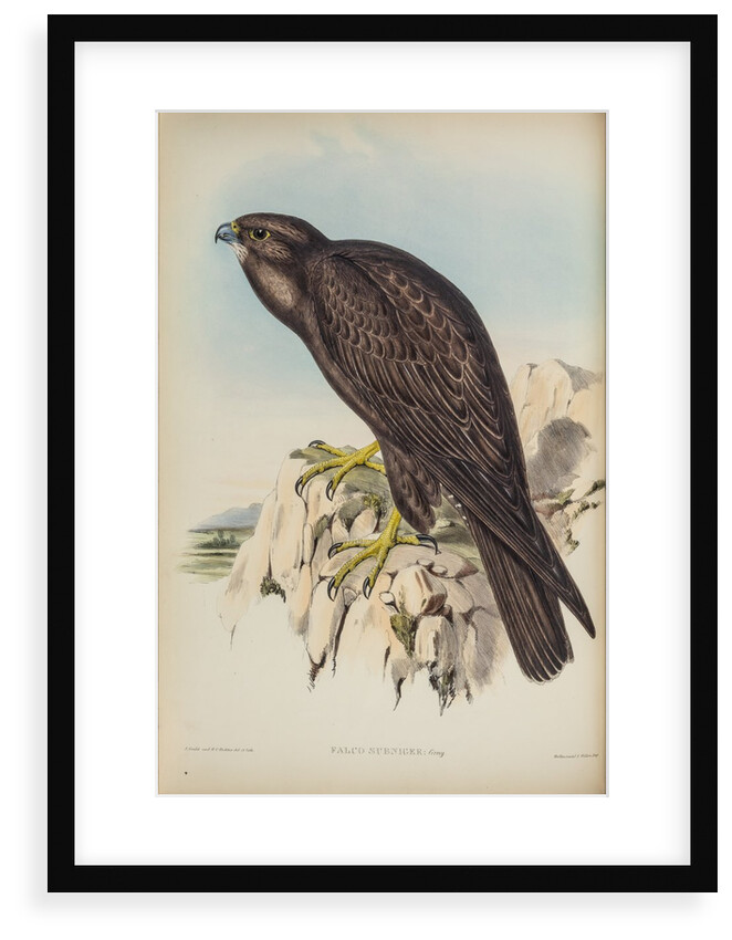 Black falcon by Henry Constantine Richter; Hullmandel & Walton