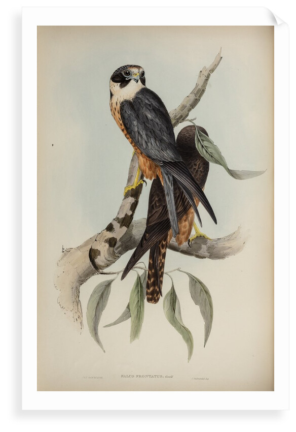 White-fronted falcon by Elizabeth Gould; Charles Joseph Hullmandel