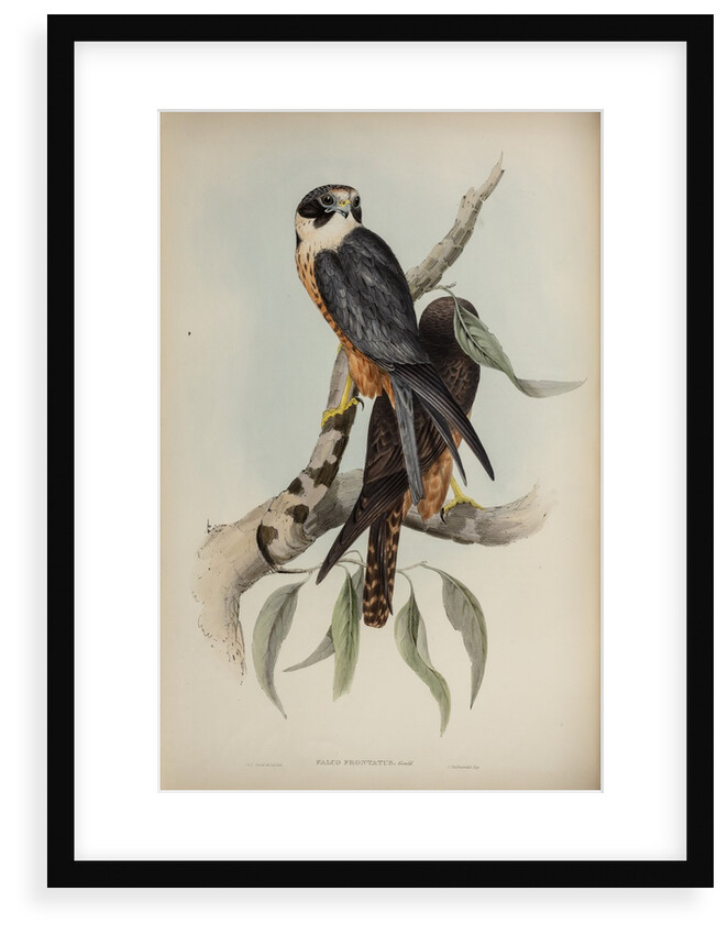 White-fronted falcon by Elizabeth Gould; Charles Joseph Hullmandel