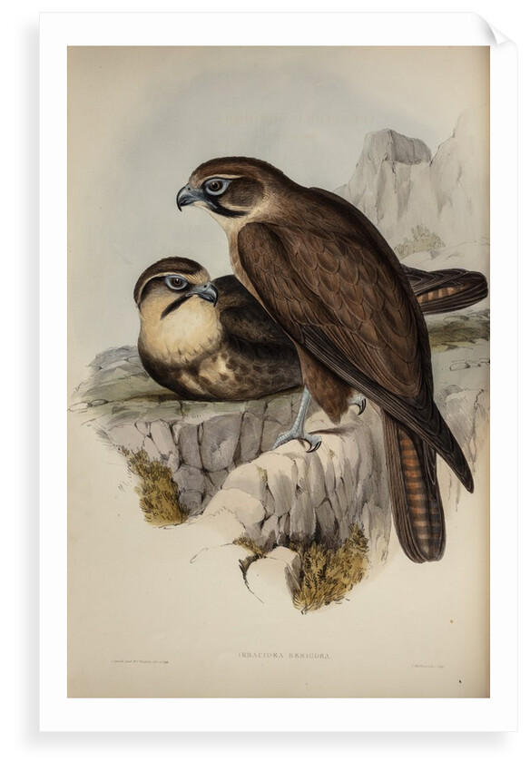 Brown hawk by Henry Constantine Richter; Charles Joseph Hullmandel