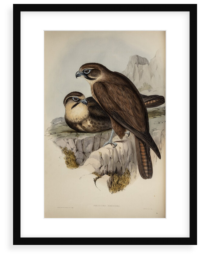 Brown hawk by Henry Constantine Richter; Charles Joseph Hullmandel