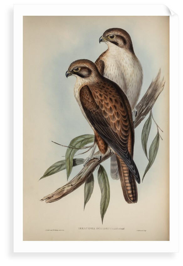 Western brown hawk by Henry Constantine Richter; Charles Joseph Hullmandel