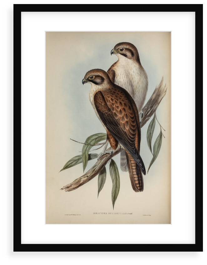 Western brown hawk by Henry Constantine Richter; Charles Joseph Hullmandel