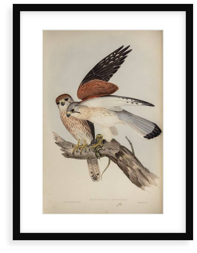 Nankeen kestrel by Henry Constantine Richter; Charles Joseph Hullmandel