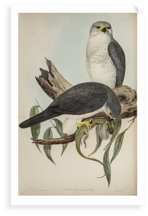 New Holland goshawk by Henry Constantine Richter; Charles Joseph Hullmandel