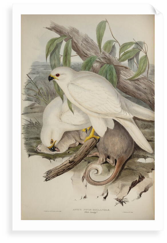 White goshawk by Henry Constantine Richter; Charles Joseph Hullmandel