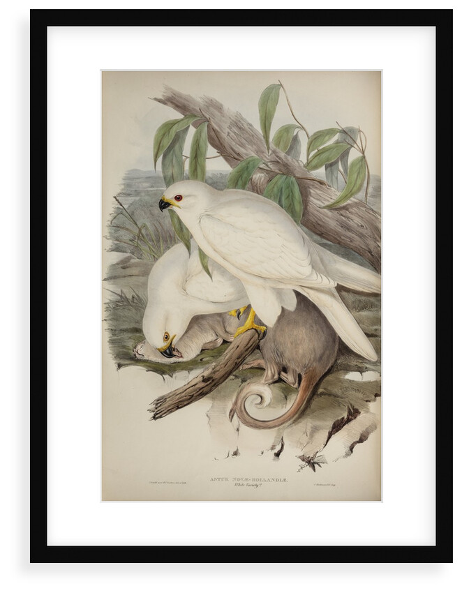 White goshawk by Henry Constantine Richter; Charles Joseph Hullmandel