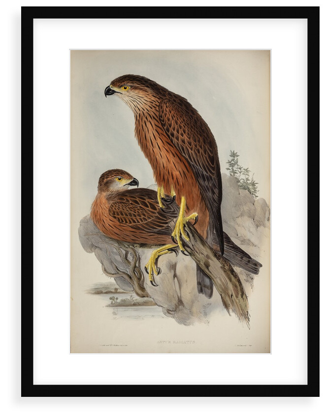 Radiated goshawk by Henry Constantine Richter; Charles Joseph Hullmandel