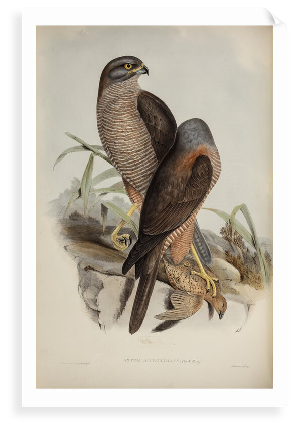 Australian goshawk by Henry Constantine Richter; Charles Joseph Hullmandel