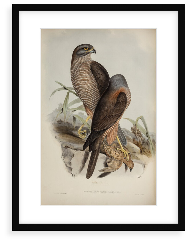Australian goshawk by Henry Constantine Richter; Charles Joseph Hullmandel