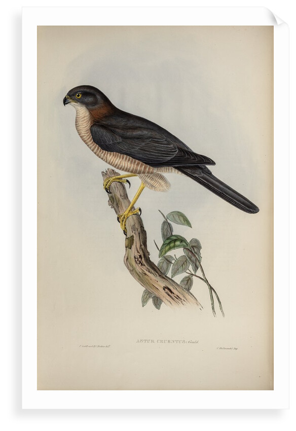 West-Australian goshawk by Henry Constantine Richter; Charles Joseph Hullmandel