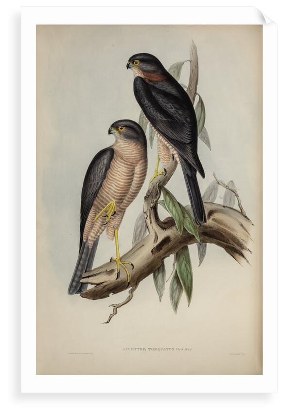 Collared sparrow hawk by Henry Constantine Richter; Charles Joseph Hullmandel