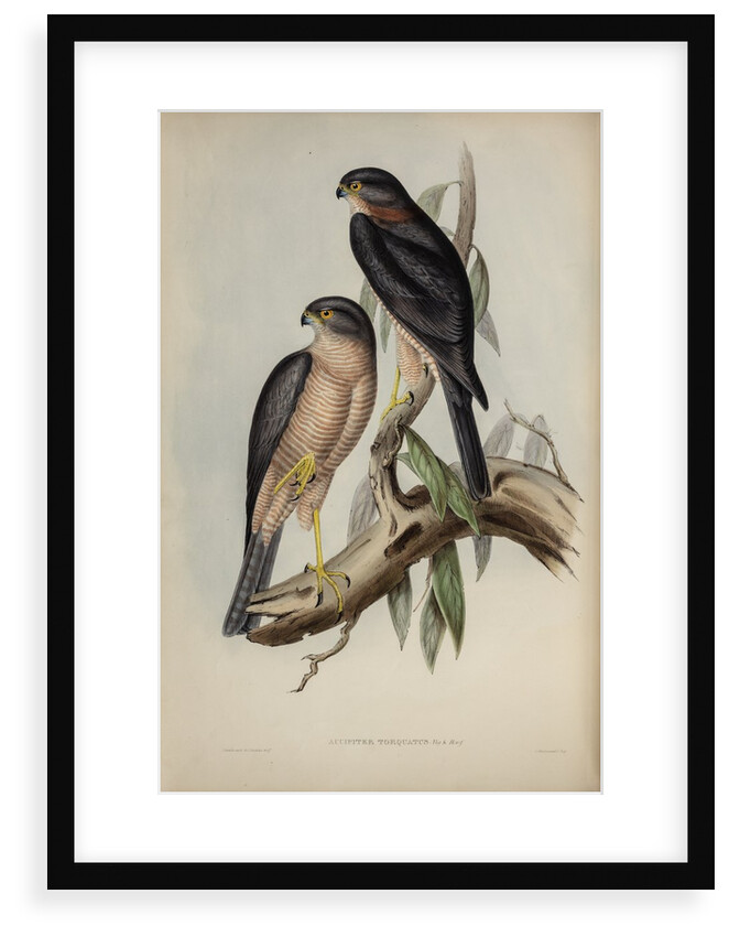 Collared sparrow hawk by Henry Constantine Richter; Charles Joseph Hullmandel