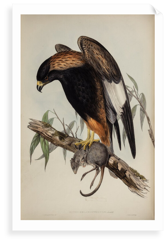 Black-breasted buzzard by Henry Constantine Richter; Charles Joseph Hullmandel