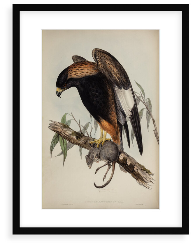 Black-breasted buzzard by Henry Constantine Richter; Charles Joseph Hullmandel