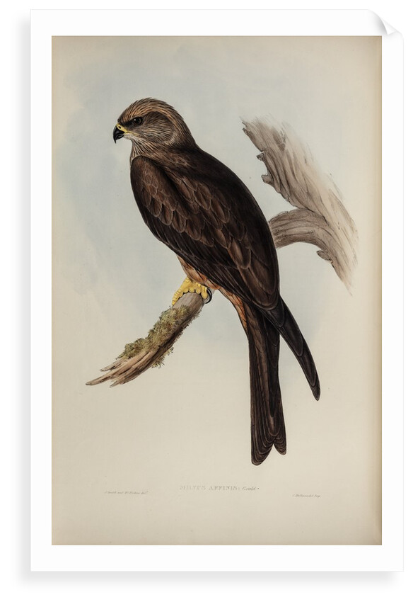 Allied kite by Henry Constantine Richter; Charles Joseph Hullmandel