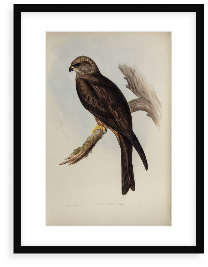 Allied kite by Henry Constantine Richter; Charles Joseph Hullmandel