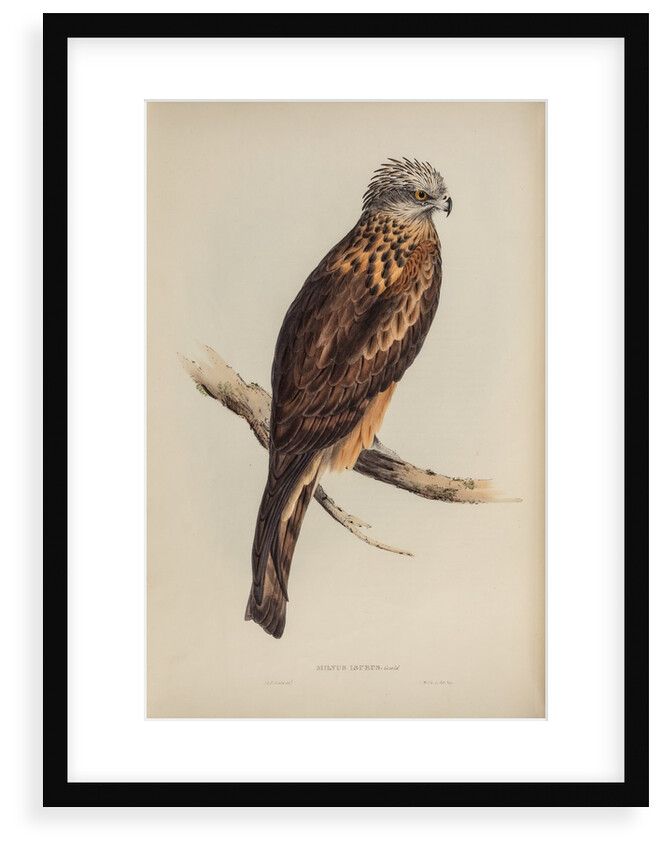 Square-tailed kite by Elizabeth Gould; Charles Joseph Hullmandel