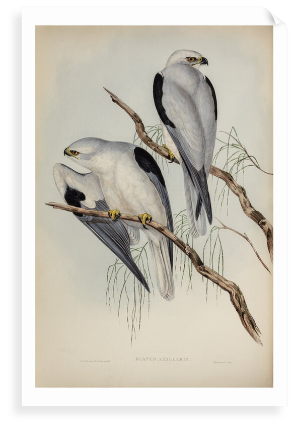 Black-shouldered kite by Henry Constantine Richter; Charles Joseph Hullmandel