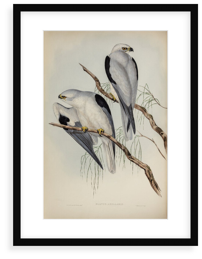 Black-shouldered kite by Henry Constantine Richter; Charles Joseph Hullmandel
