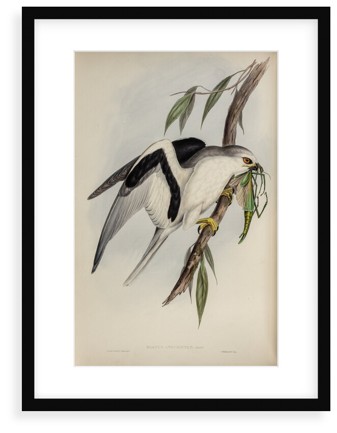 Letter-winged kite by Henry Constantine Richter; Charles Joseph Hullmandel