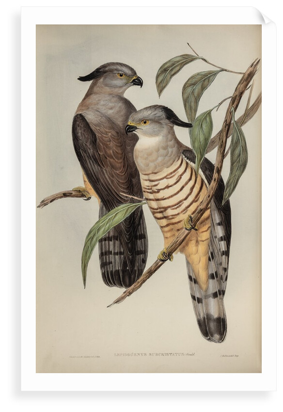 Crested hawk by Henry Constantine Richter; Charles Joseph Hullmandel