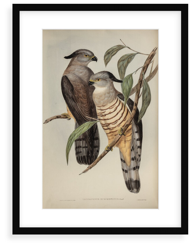 Crested hawk by Henry Constantine Richter; Charles Joseph Hullmandel