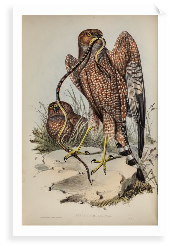 Jardine's harrier by Henry Constantine Richter; Charles Joseph Hullmandel