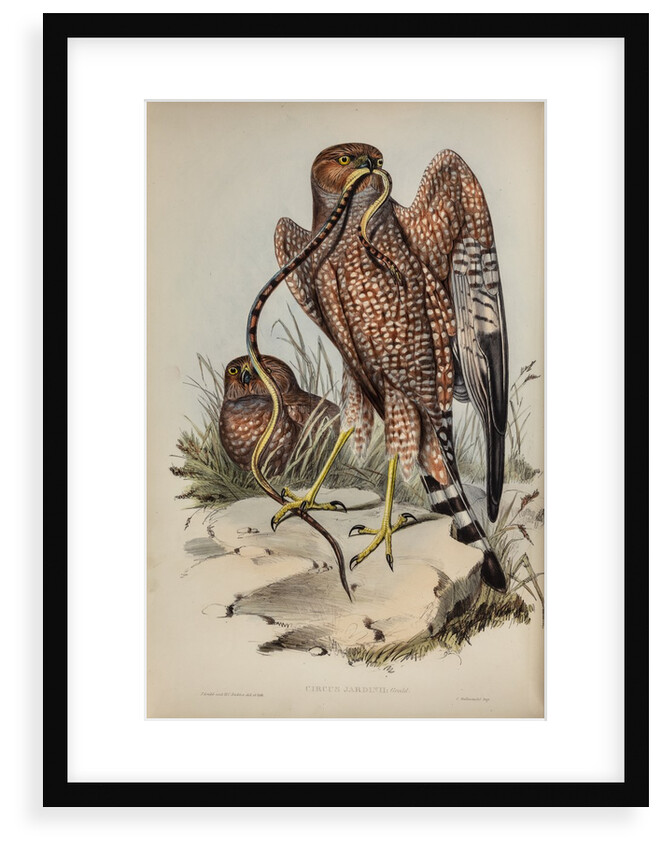 Jardine's harrier by Henry Constantine Richter; Charles Joseph Hullmandel