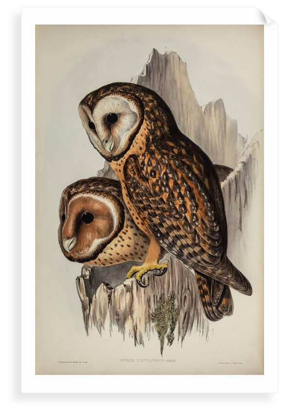 Chestnut-faced owl by Henry Constantine Richter; Hullmandel & Walton