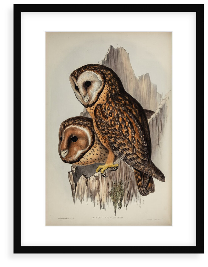 Chestnut-faced owl by Henry Constantine Richter; Hullmandel & Walton