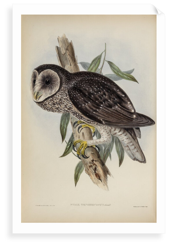 Sooty owl by Henry Constantine Richter; Hullmandel & Walton