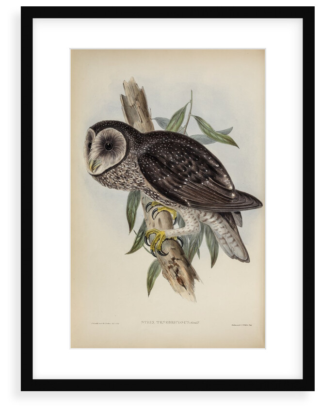 Sooty owl by Henry Constantine Richter; Hullmandel & Walton