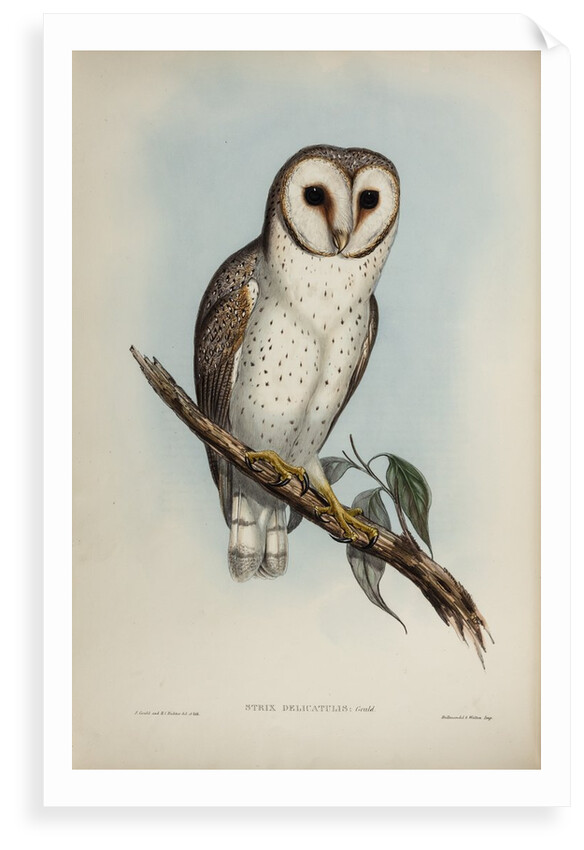 Delicate owl by Henry Constantine Richter; Hullmandel & Walton